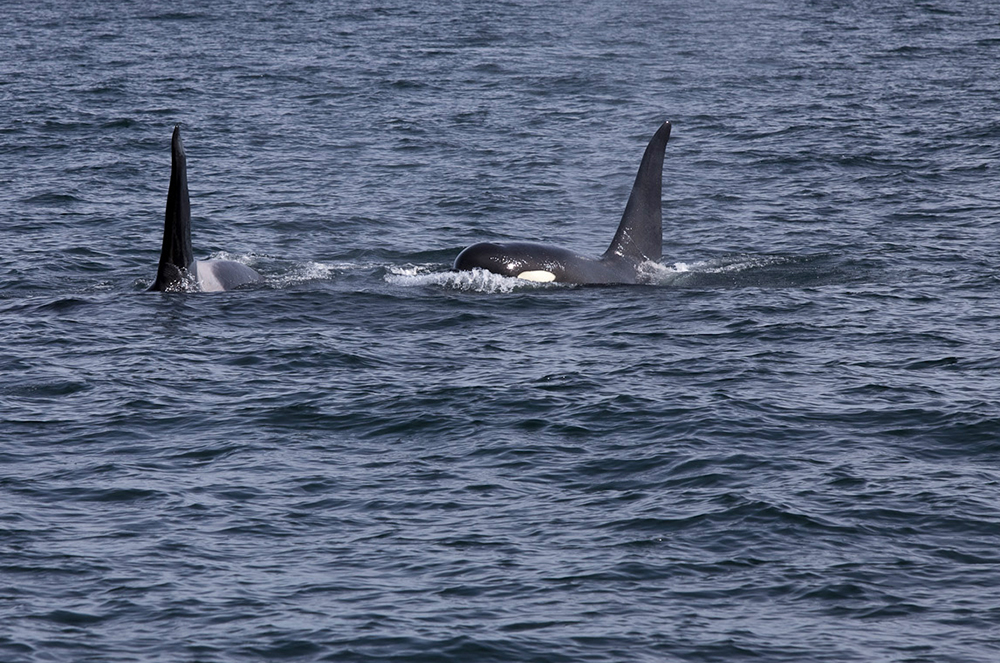 killer whales alaska travel photography