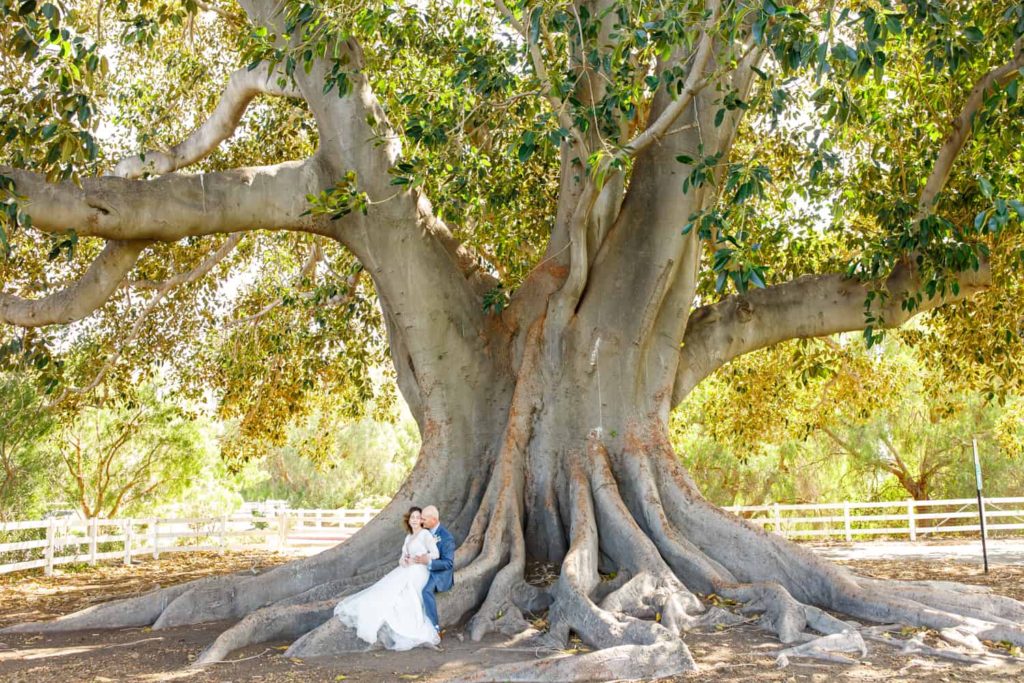 bride and groom sitting on tree trunk
