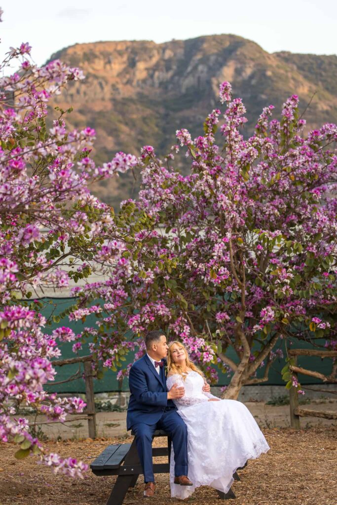 wedding couple sitting by pink trees with mountain view