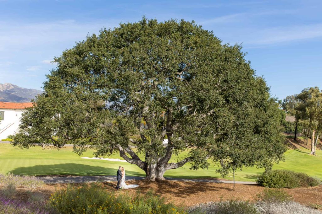 bride and groom under a giant oak tree