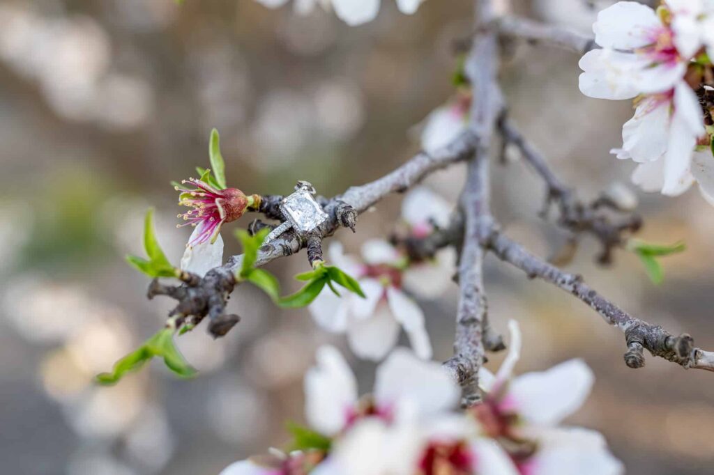 engagement ring on a branch on a almond tree as it blossoms