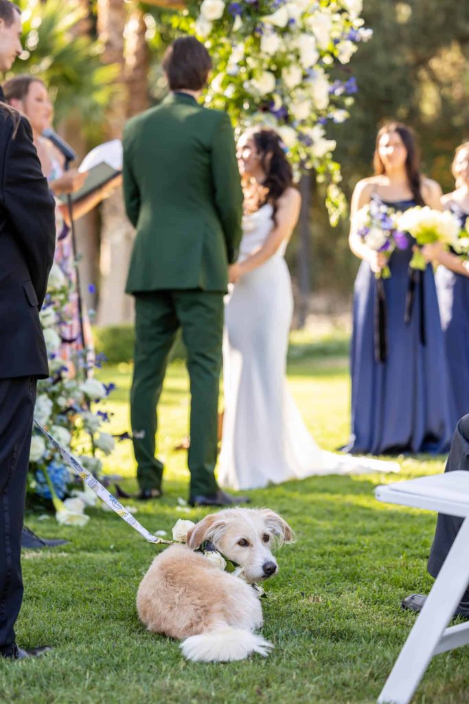 dog sitting at the outdoor ceremony with the bride and groom in the distance