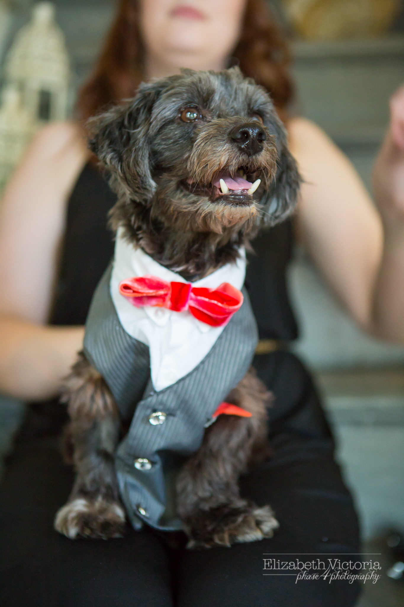 ventura pittsburgh dog wedding photography