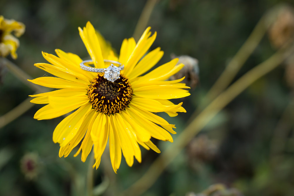 engagement ring on yellow daisy session carpinteria bluffs